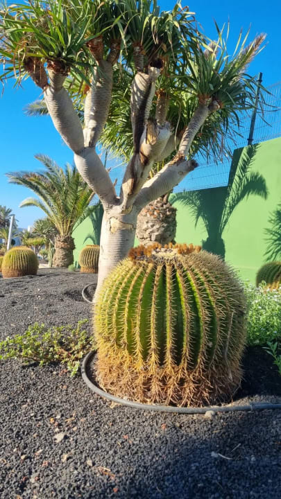 Gartenanlage allsun App.-Hotel Esquinzo Beach
