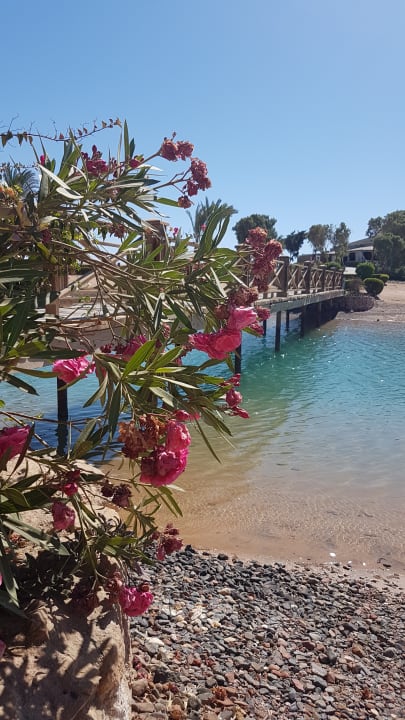 Gartenanlage Mövenpick Resort & Spa El Gouna