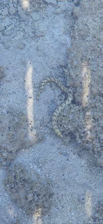 Strand Stella Beach Resort & Spa Makadi Bay