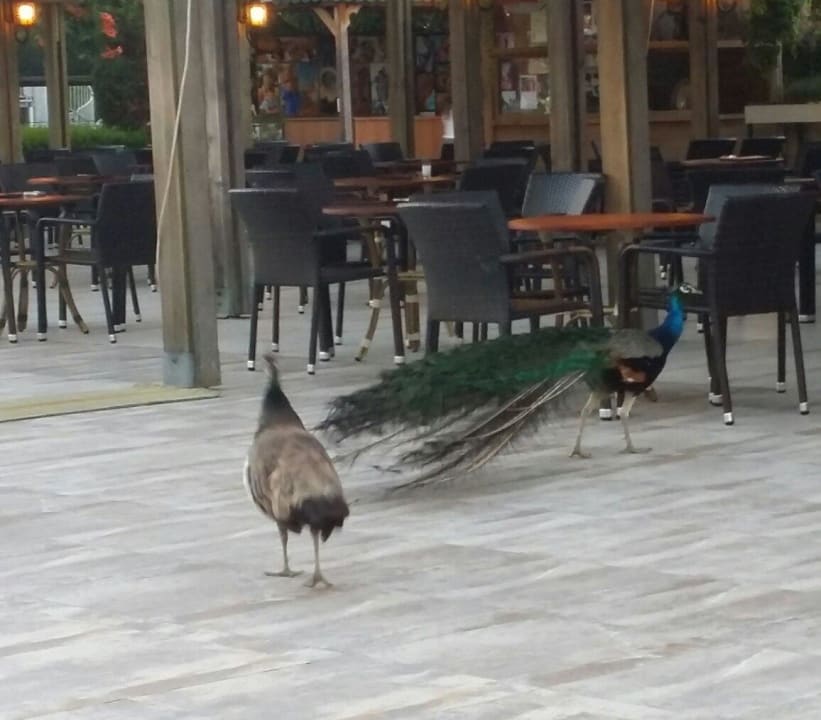 Animation mal anders :o) Trendy Aspendos Beach Hotel