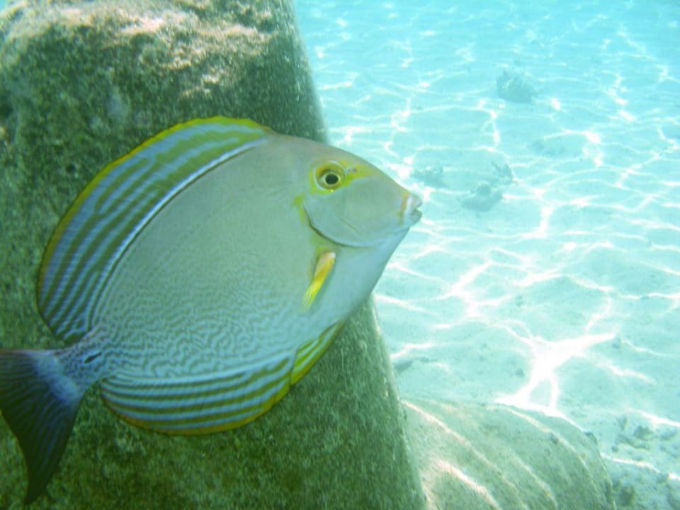 Bunter Fisch Summer Island Maldives