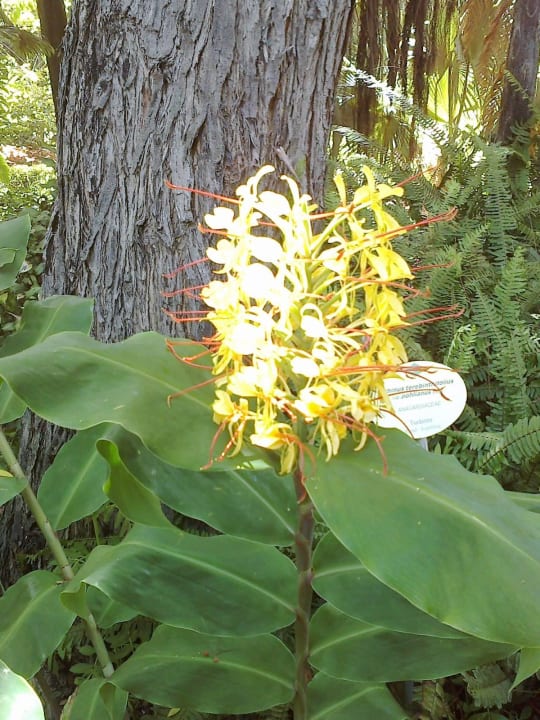 Blumenpracht H10 Tenerife Playa