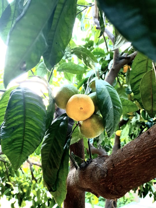 Sonstiges Özlem Garden Hotel