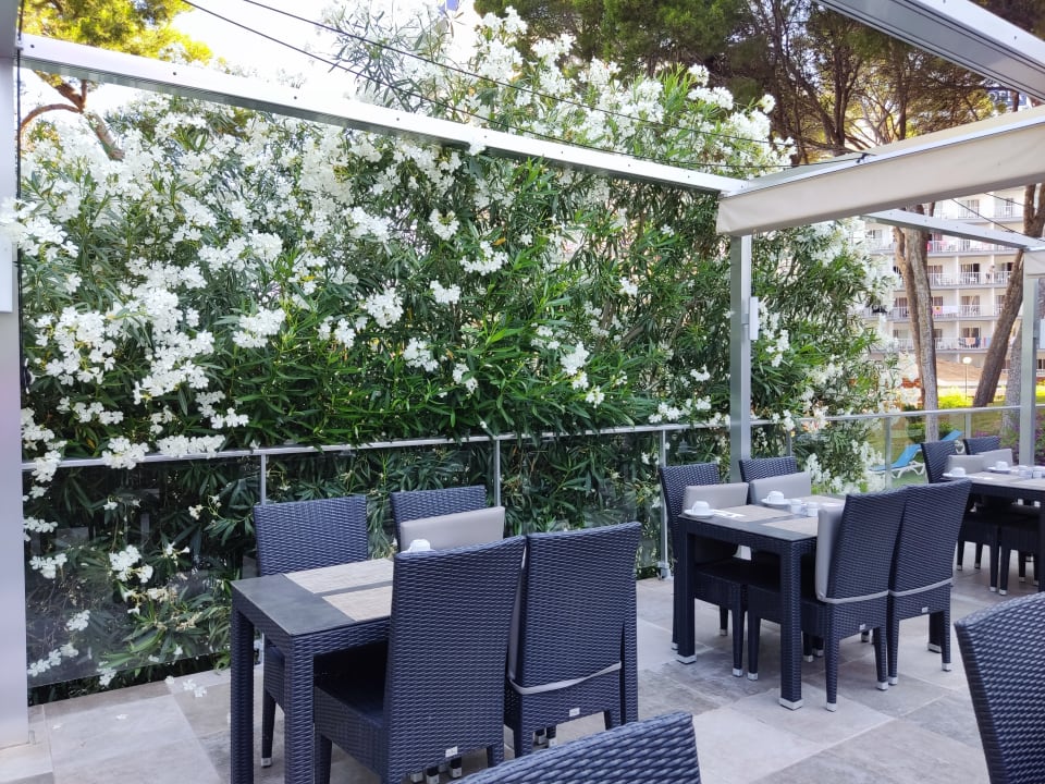 Gastro Hotel Riu Festival