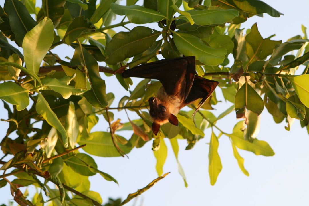 Flughund NH Collection Maldives Reethi Resort