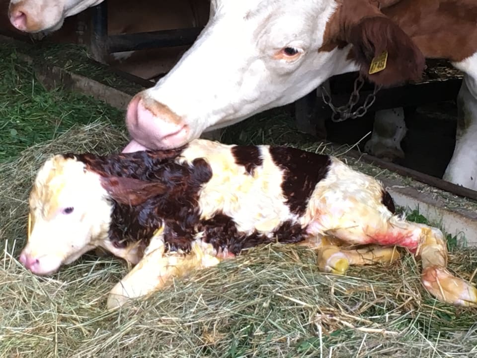 Sonstiges Ferienwohnungen Doblerhof