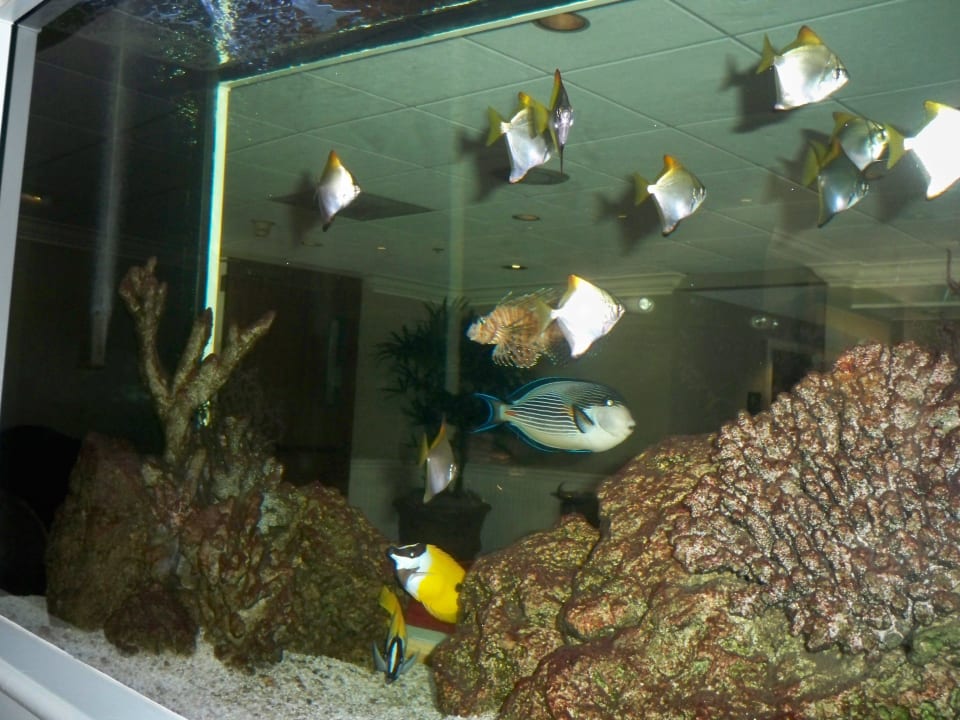 Aquarium zwischen Rezeption und Frühstücksraum Hotel Hampton Inn San Diego Kearny Mesa