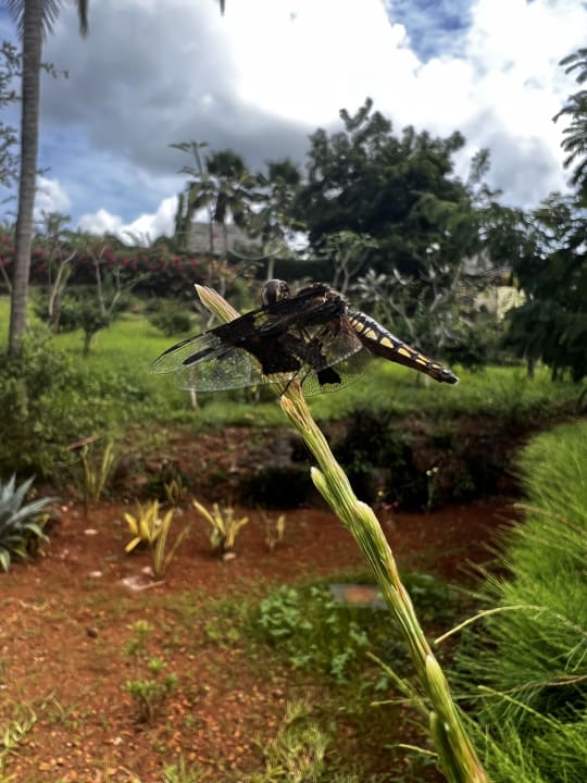 Gartenanlage TUI Blue Bahari Zanzibar
