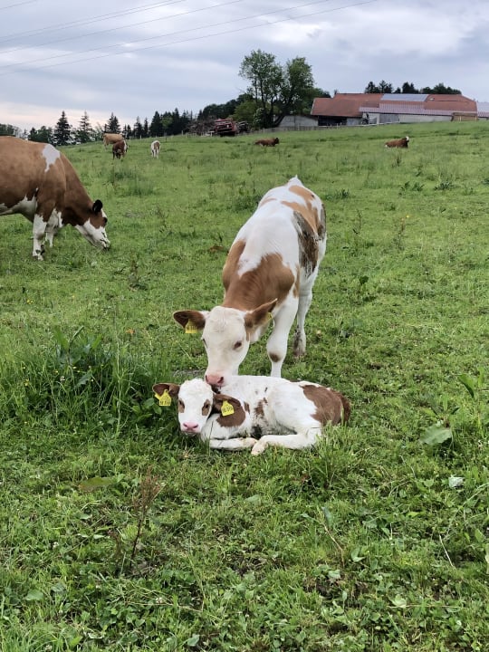 Sonstiges Ferienwohnung Heissenhof