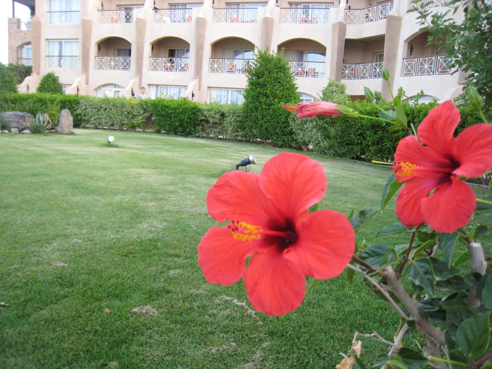 Цветы Prima Life Makadi Resort