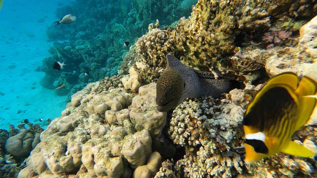 Sonstiges Malikia Resort Abu Dabbab