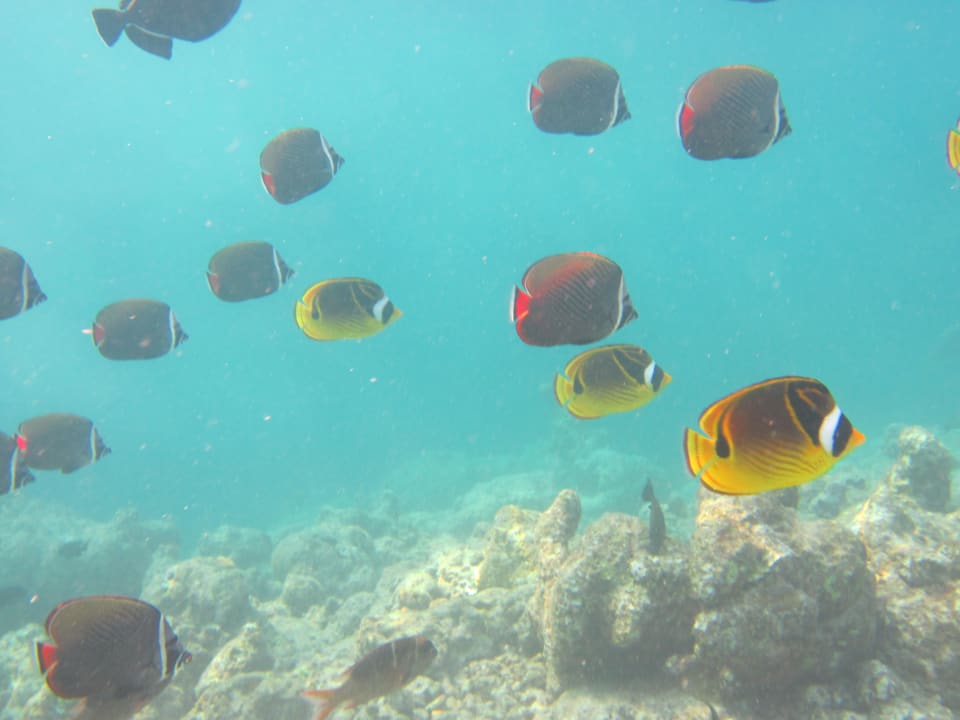 Schwarm Falterfische Adaaran Select Hudhuran Fushi - Premium All Inclusive