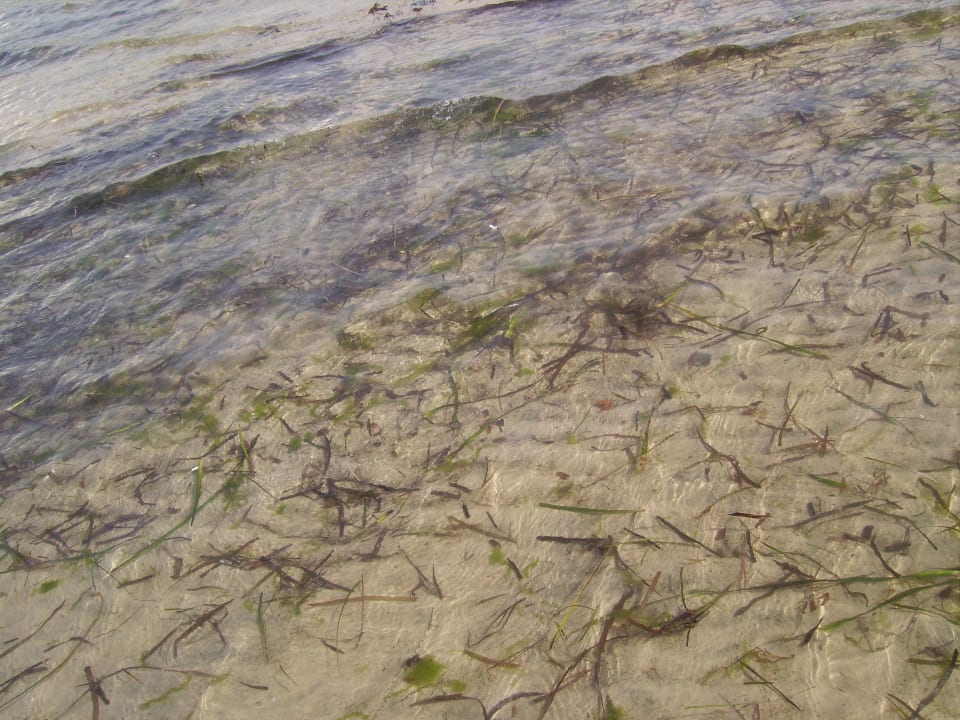 Im Wasser auch Schmutz Marhaba Royal Salem