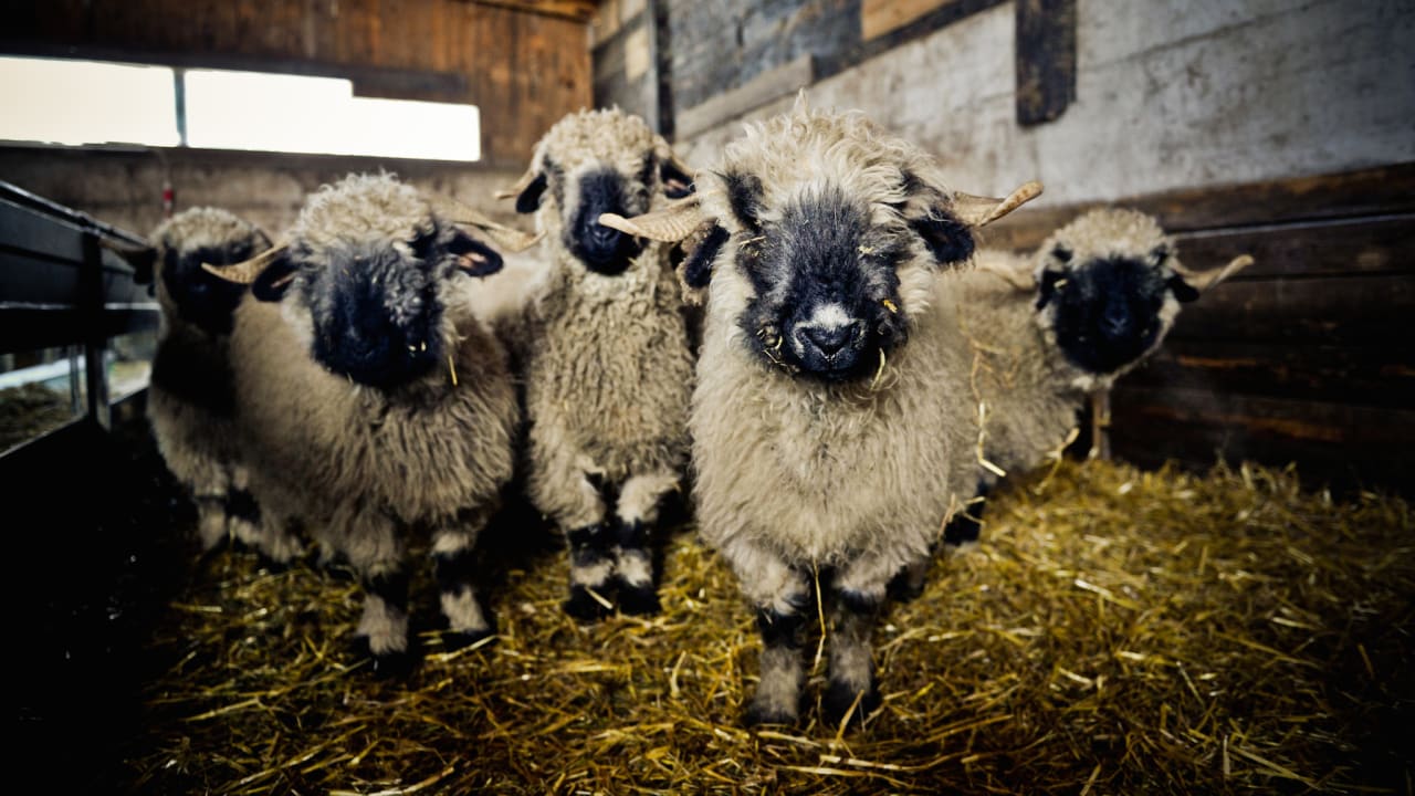 Sonstiges Tradition Julen Hotel