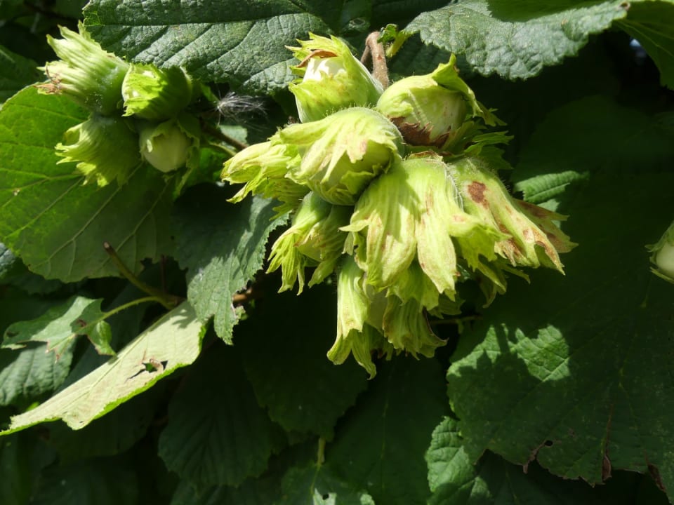 Gartenanlage Camping Schwabenmühle