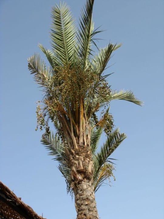 Dattelpalme The Grand Hotel Sharm El Sheikh