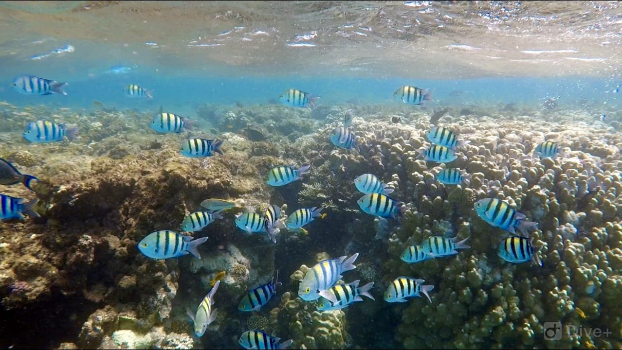 Strand Malikia Resort Abu Dabbab