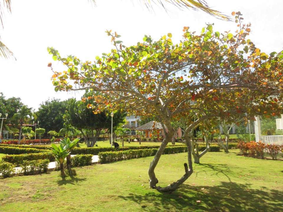 Gepflegter Garten Iberostar Origin Taínos