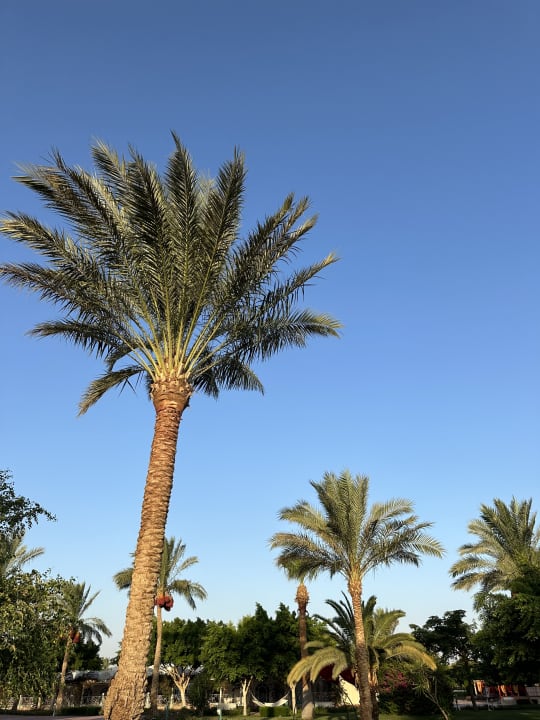 Gartenanlage Desert Rose