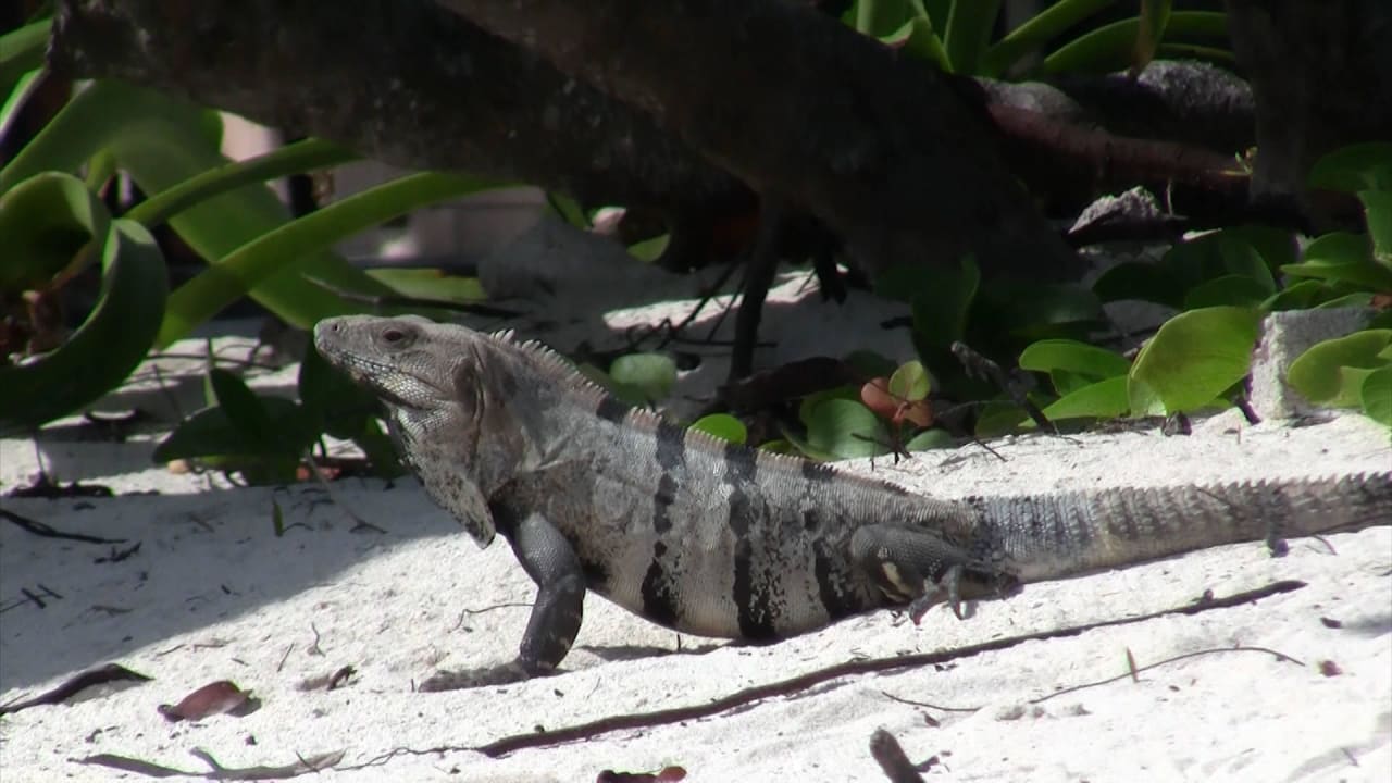 Natur pur am Strand Bahia Principe Luxury Sian Ka'an - Adults only