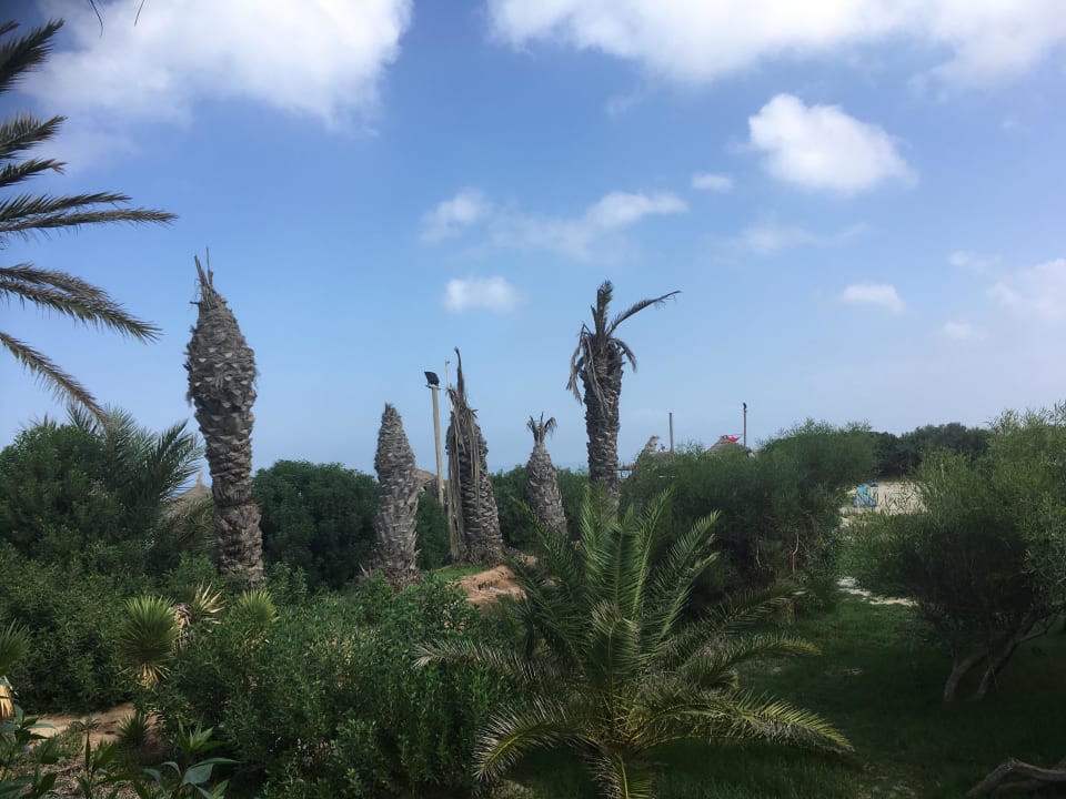 Es sollten mal Palmen werden. Skanes Serail Aquapark