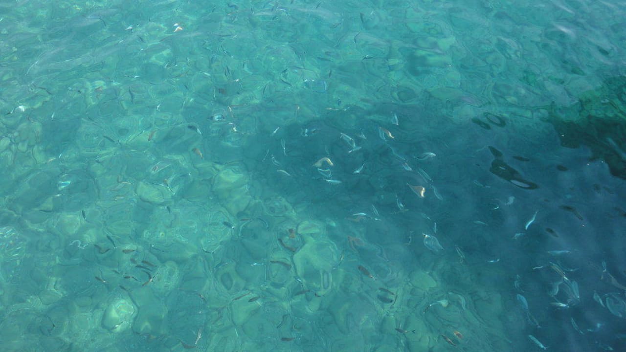 Fische am Steg Club Boran Mare Beach
