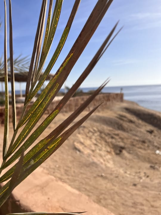 Strand Steigenberger Coraya Beach - Adults only