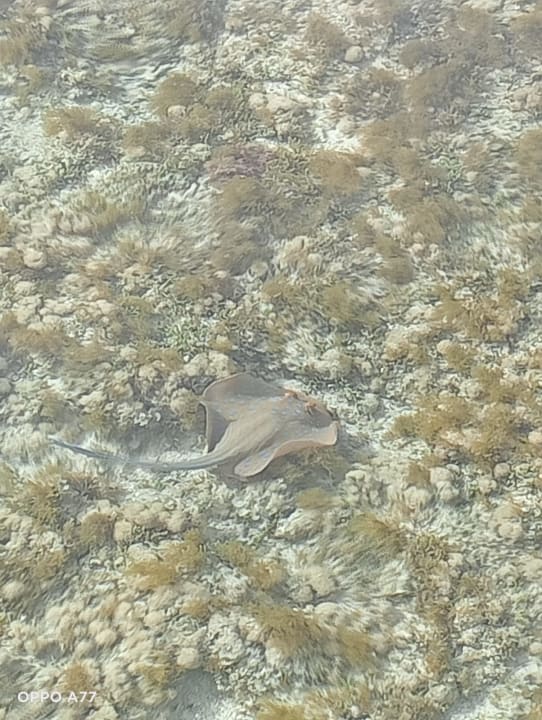 Sport & Freizeit Novotel Marsa Alam Beach Resort