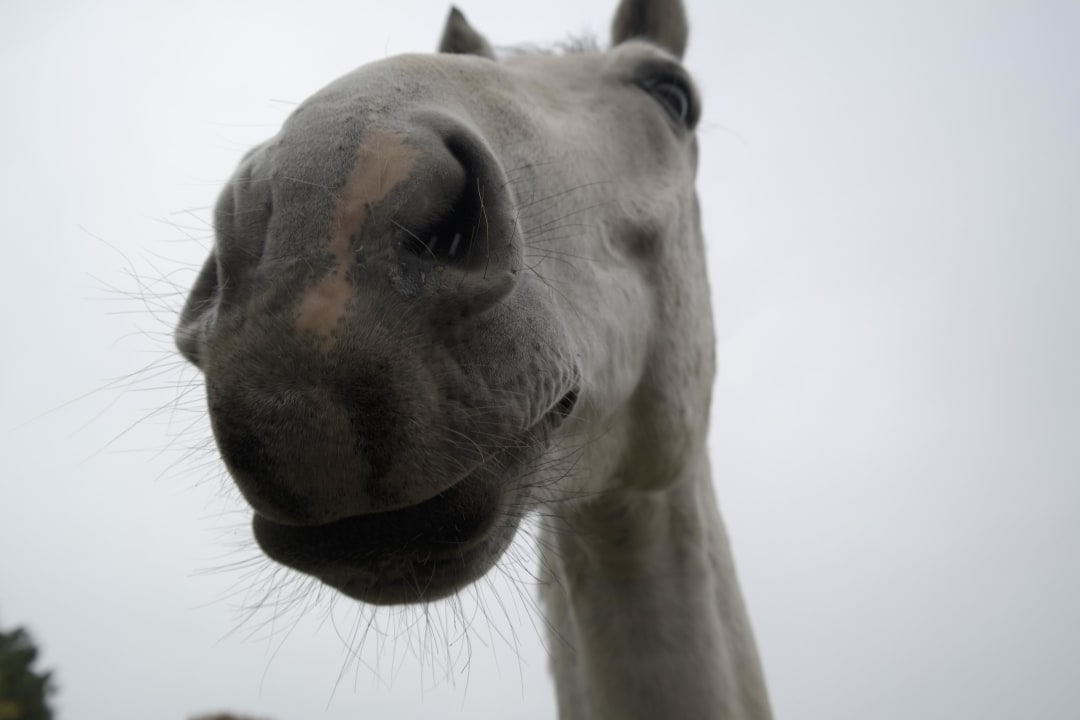 Pferd Ferien & Pferdehof Gut Klein Nienhagen