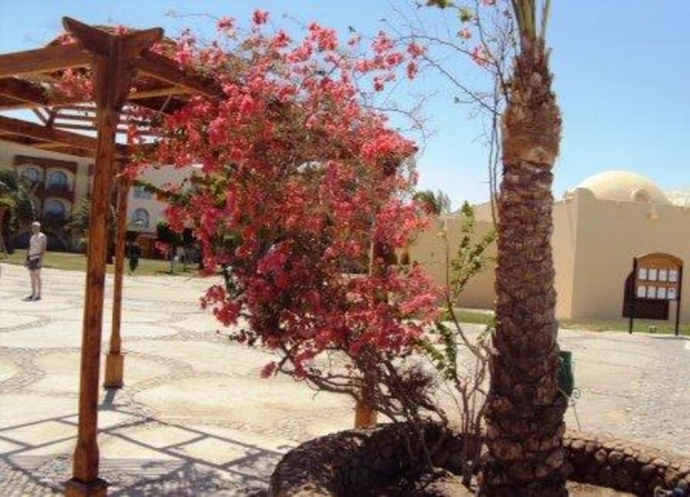 Flower Desert Rose