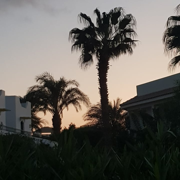 Palmengarten beim Sonnenuntergang  Lotus Bay Beach Resort