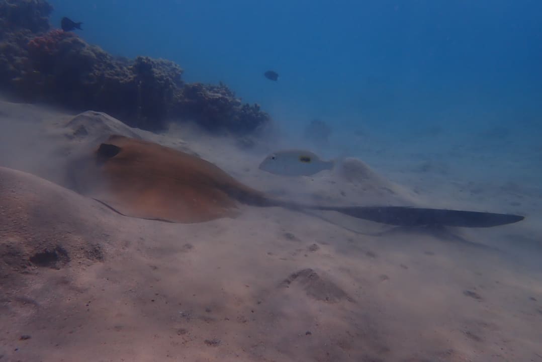 Strand Steigenberger Coraya Beach - Adults only