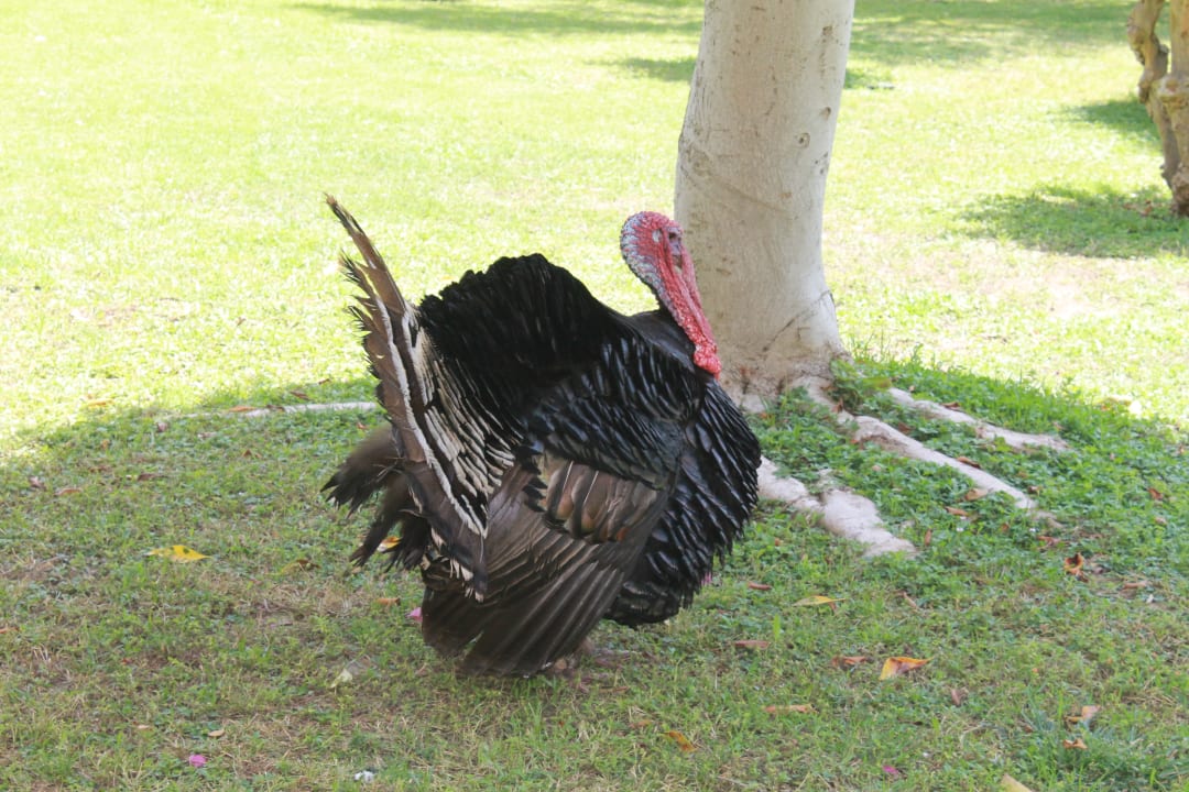 Zoo VONRESORT Golden Beach