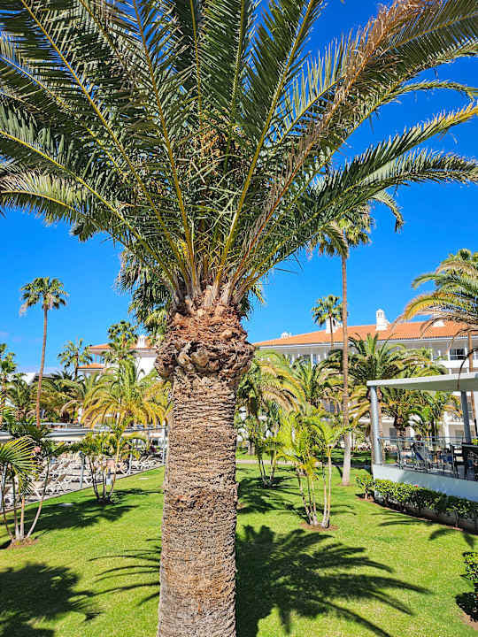 Gartenanlage Hotel Riu Arecas - Adults only