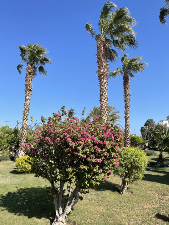 Gartenanlage Lotus Bay Beach Resort