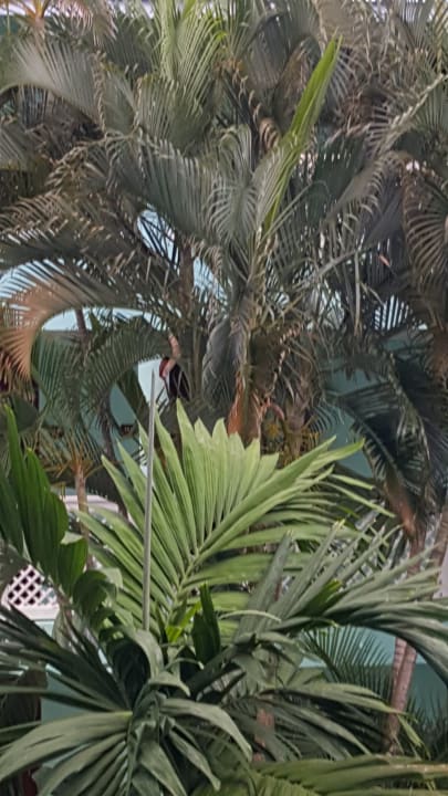 Gartenanlage Grand Paradise Playa Dorada