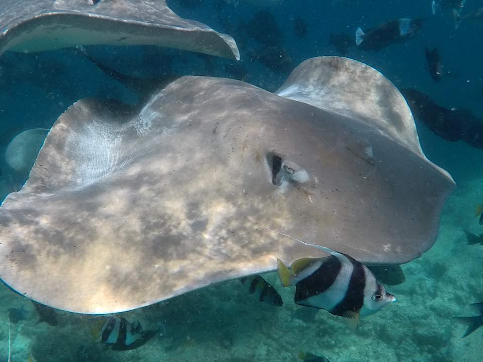 Sport & Freizeit Centara Ras Fushi Resort & Spa Maldives