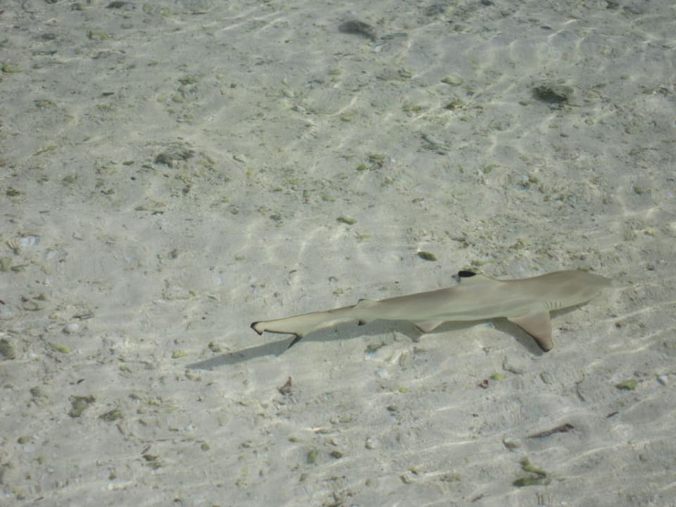 Nordstrand Kuredu Island Resort & Spa