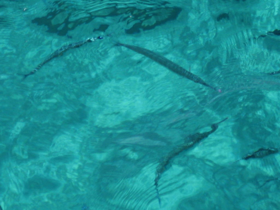 Fische Titanic Beach Spa & Aqua Park