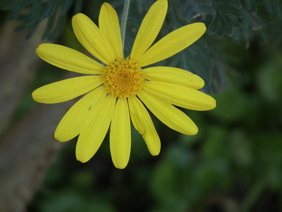 Winter flower Hotel Side Elis