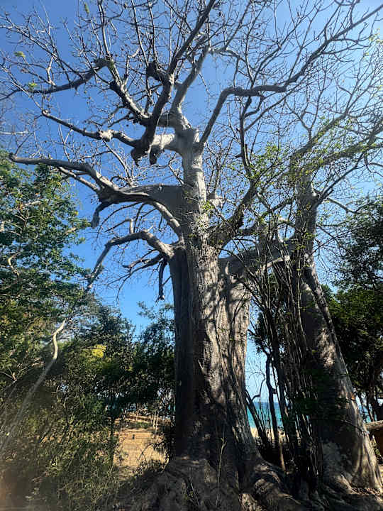 Gartenanlage Jardin Maore