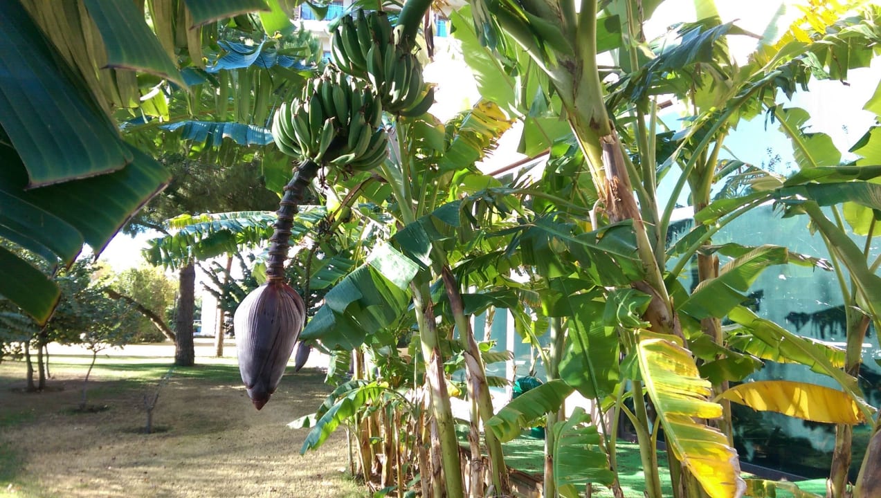 Отель Voyage Belek Golf & Spa