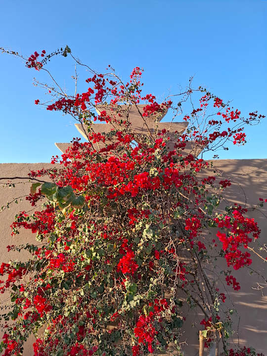 Gartenanlage Makadi Spa - Adults only