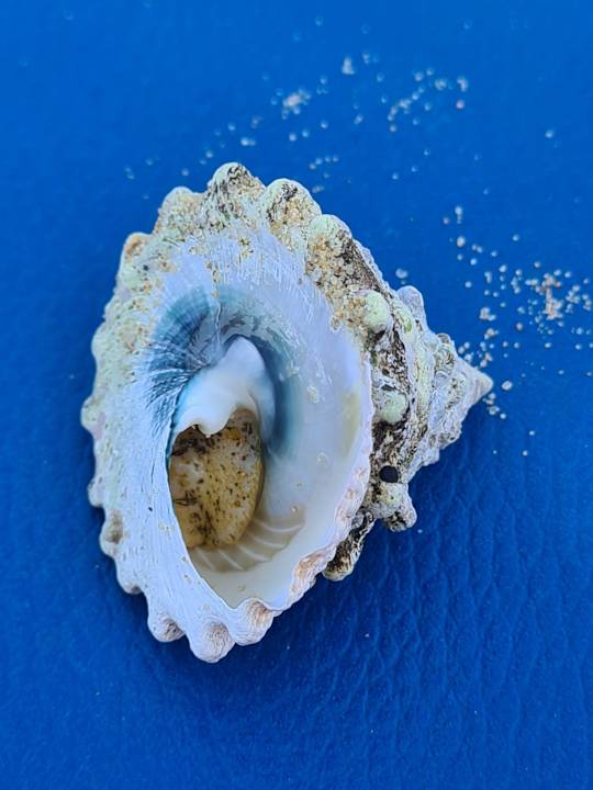 Strand Pickalbatros Villaggio Resort - Portofino