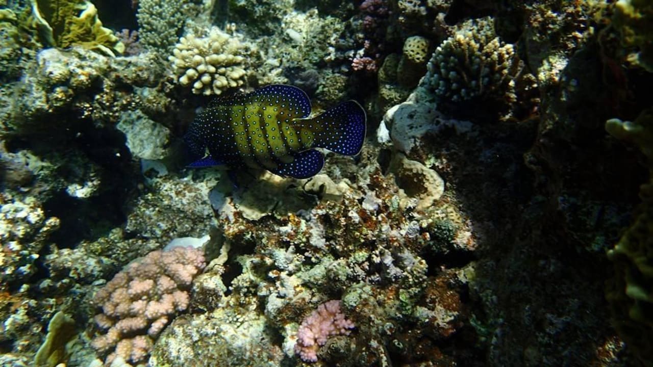 Snurkowanie Three Corners Sea Beach Resort