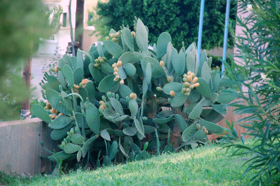 Garten Mitsis Rodos Village
