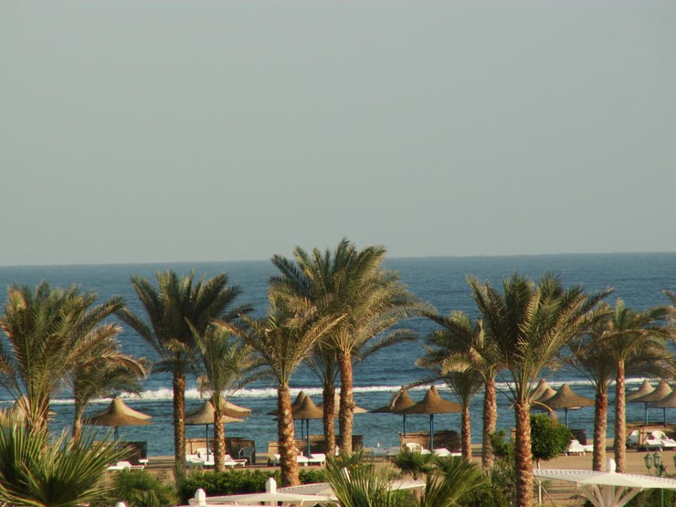 Palmier sur la plage Pensée Royal Garden Beach Resort