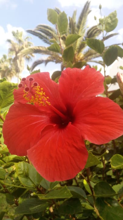 Sonstiges Annabelle Beach Resort