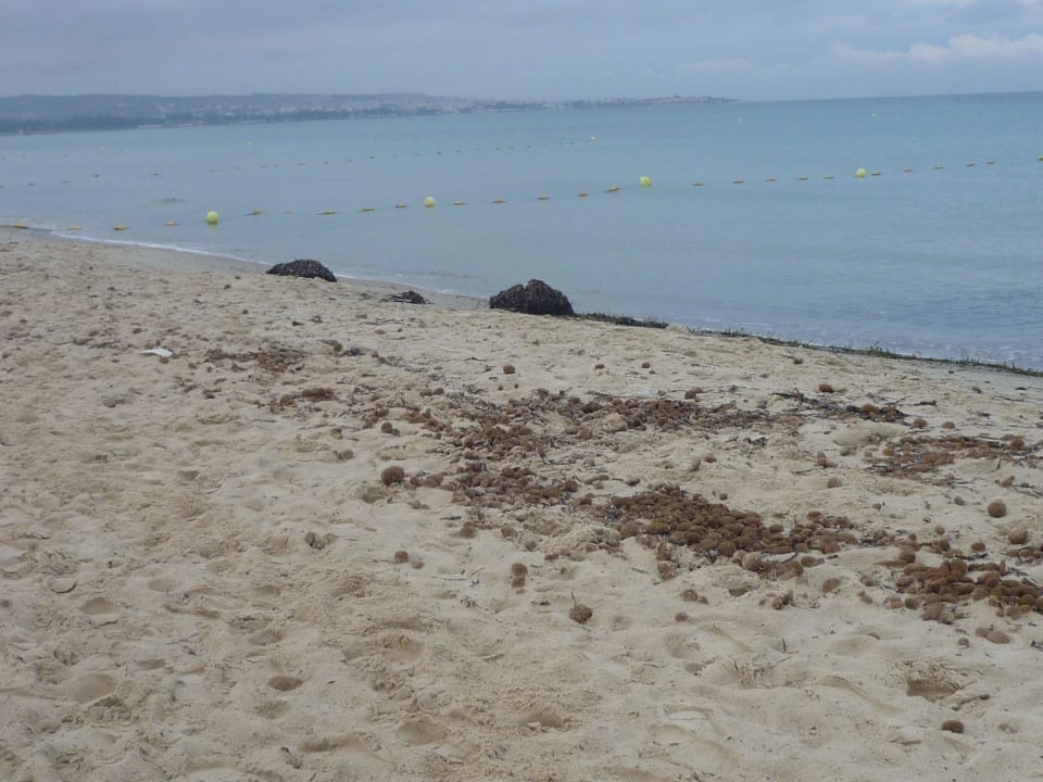 Tierkot an Strand Club Salammbô Hammamet