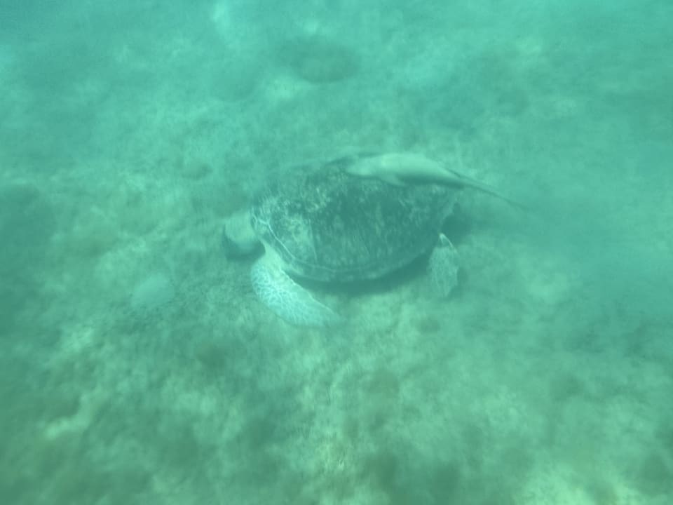 Strand Pickalbatros Vita Resort - Portofino Marsa Alam